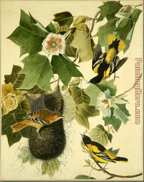 Baltimore Oriole